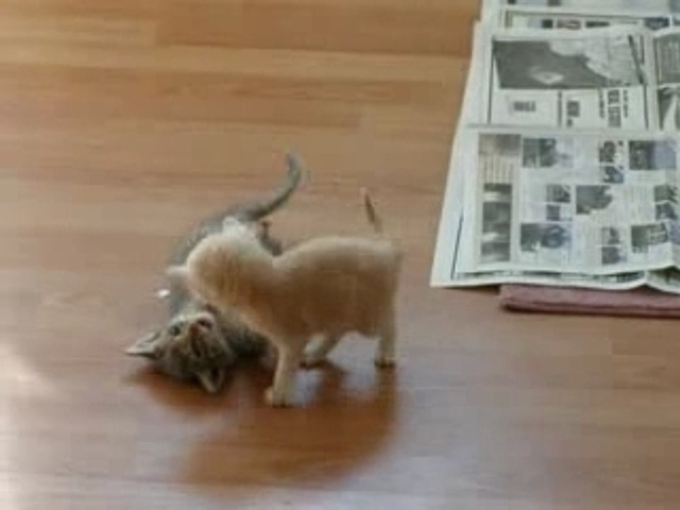 Kitten Surprise ! (how to break up a cat fight) THE ORIGINAL