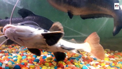 Extremely Aggressive/Predatory Freshwater Fish For Aquarium In Delhi