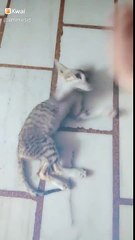 Catty play with me! love pets