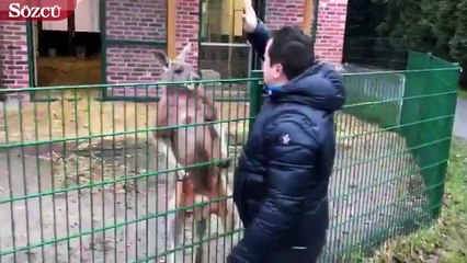 Kangurunun imtihanı