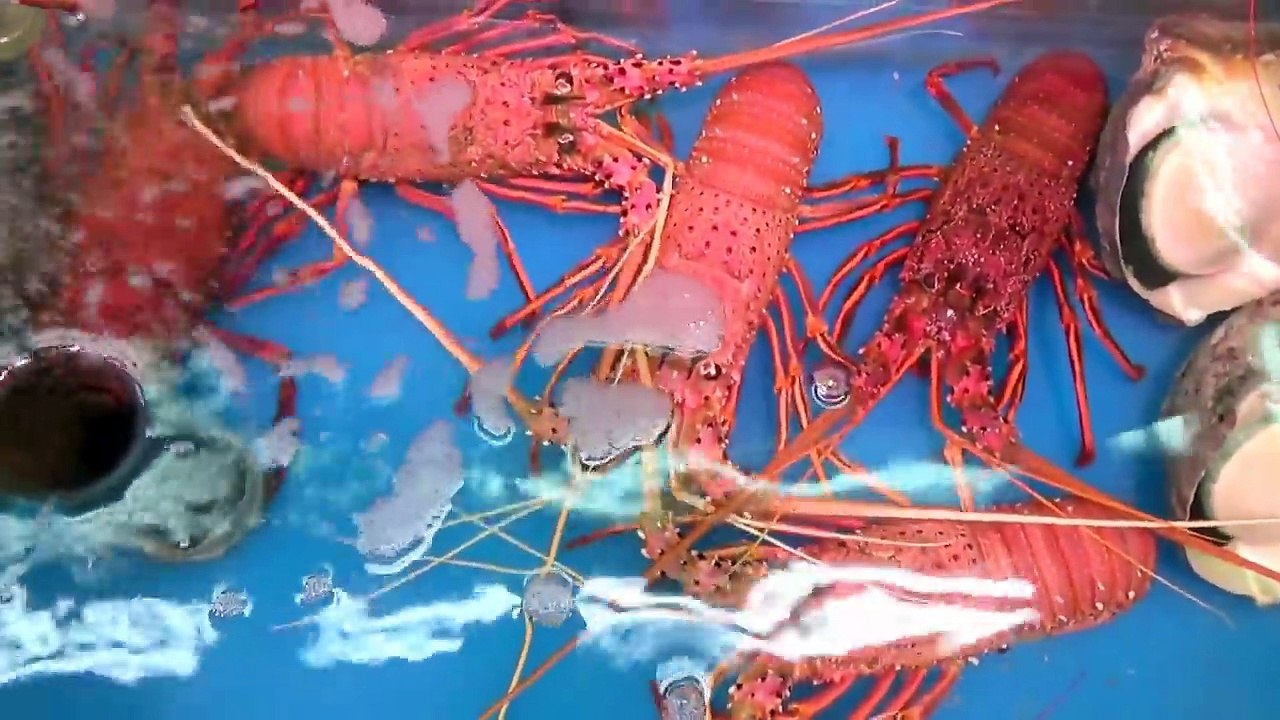 ゴミなどを食べて育ったヤシガニをさばいて食べたら衝撃だった
