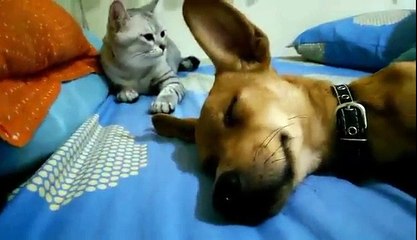 cat slams his friend dog because he farts