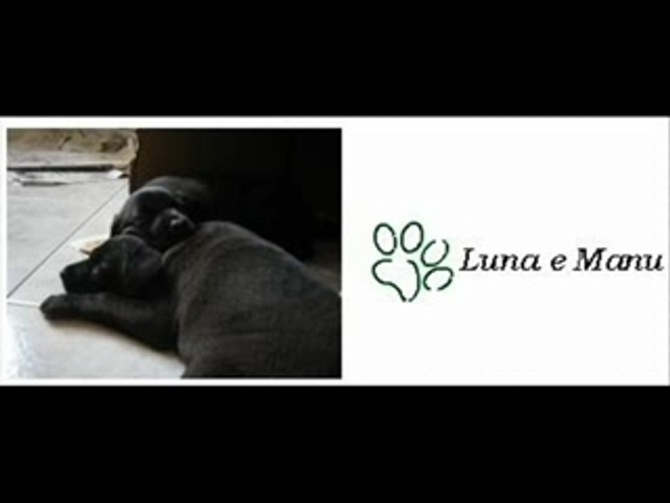 Video hallodog.com concorso Love Pet
