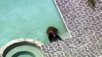 Oso se baña en una piscina para escapar del calor