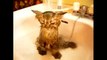 Funny Crazy Cats Playing in Water & Taking Baths Funny Kitty Cats, Funny Pets, Funniest An