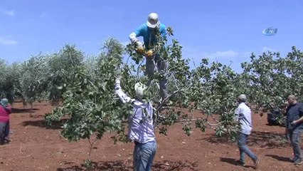 Gaziantep'te Yeşil Altın Hasadına Başlandı