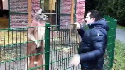 Kanguru'nun ''Sahte mehdi" ile imtihanı