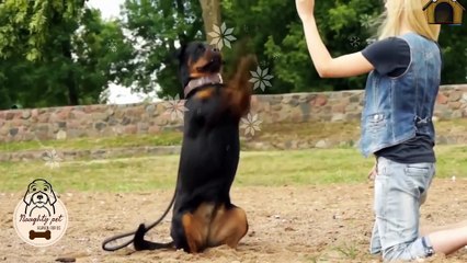 I am rottweiler - Funny, obedient and strongest. Loyal for owner only! INVADERS SAVE YOUR ASS