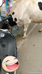 Cow crossing the road