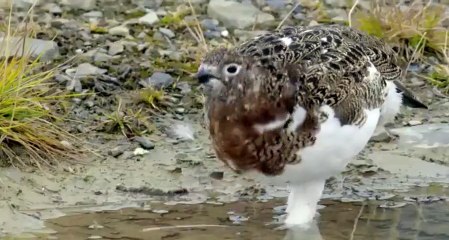 Arctic Secrets S02xxE02 Yukon Wild - Part 02