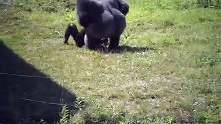 Gorilla Fight at Philadelphia Zoo