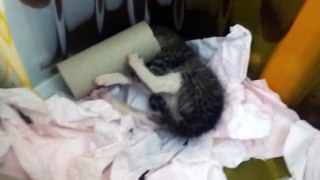 Kitten with head stuck in toilet paper role: KittentubeDont