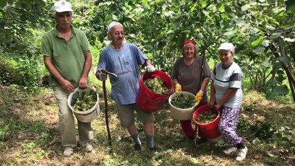 Fındık hasadı türkü eşliğinde başladı - ORDU
