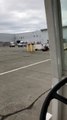 Bear Runs Across Airport Tarmac