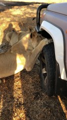 Lion Turns Car into Chew Toy