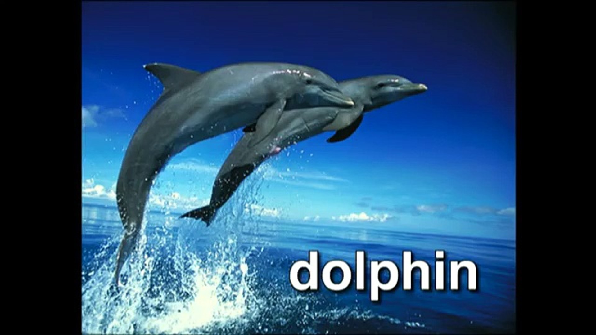 World Animal Adventure Part 2 Animal Videos For Kids Baby Einstein Video Dailymotion