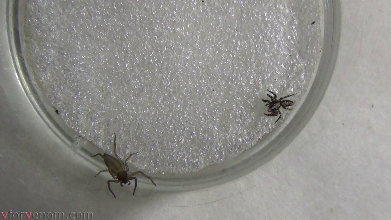 Flat Bark Spider vs Jumping Spider