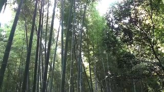 The Bamboo forest in Kyoto