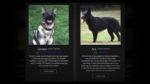 how much does a personal protection dog cost