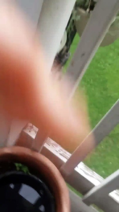 Amazing Hand-Raised Starling "Jackson" plays dead