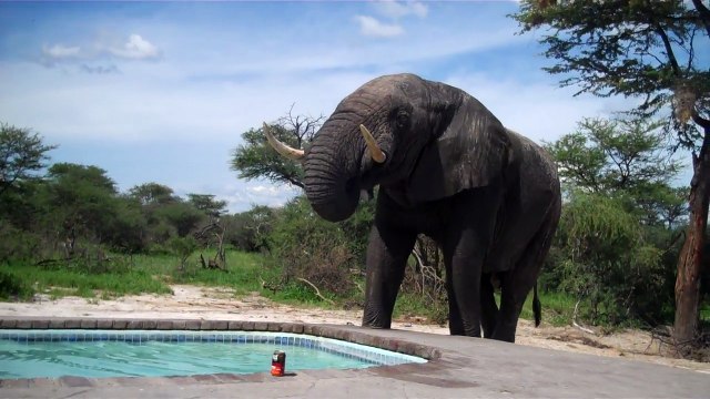 Elephant contre Piscine... Fin des vacances !