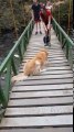 Pont suspendu : ce chien refuse de le traverser par peur de tomber !