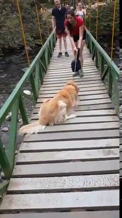 Pont suspendu : ce chien refuse de le traverser par peur de tomber !