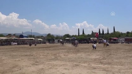 Boğalar Eğitim Yararına Güreştirildi