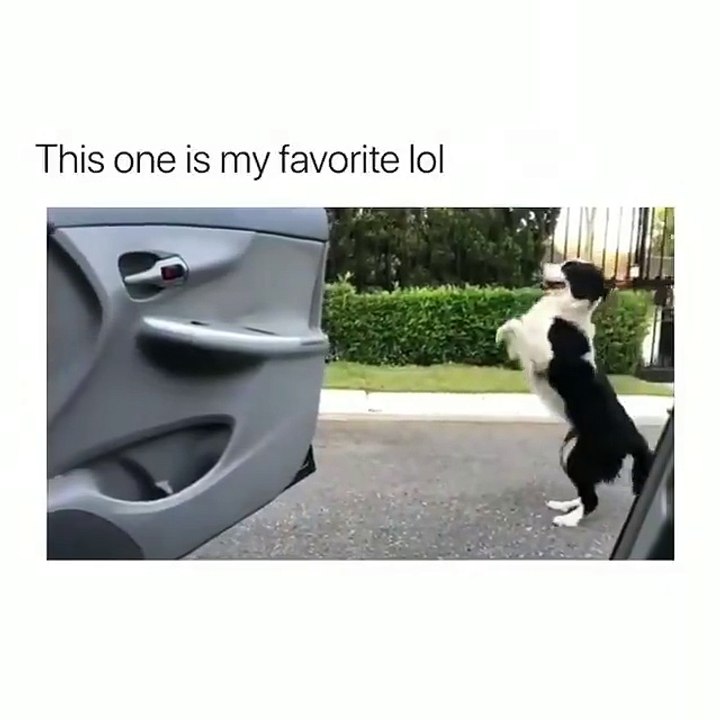 KIKI CHALLENGE DOG
