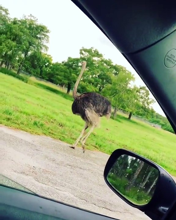 KIKI CHALLENGE WITH OSTRICH