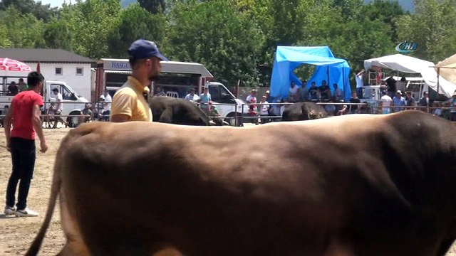 Muğla’da boğalar kıran kırana güreşti