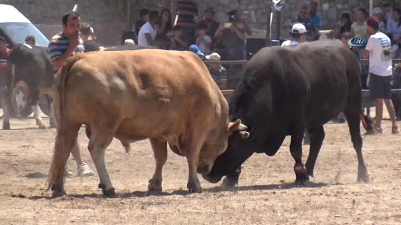 Muğla'da Boğalar Kıran Kırana Güreşti
