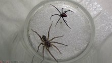 Redback Spider vs Wolf Spider