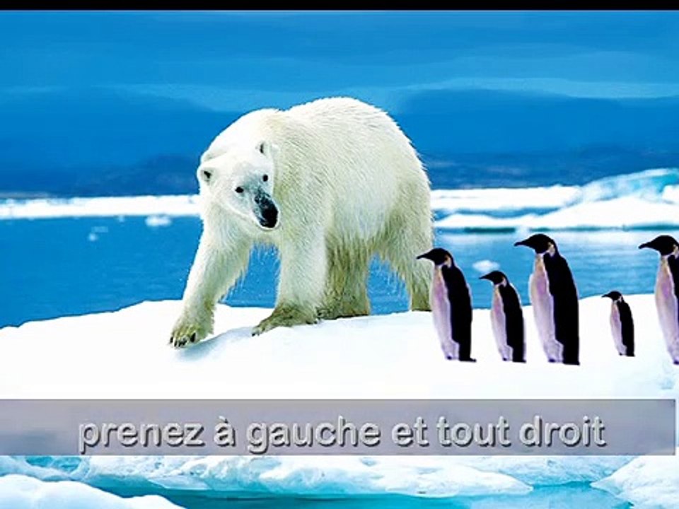 Les pingouins de Pierre Lozère