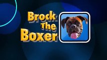 SLIP N SLIDE BOXERS ON POOL COVER!! (Brock the Boxer Dog)