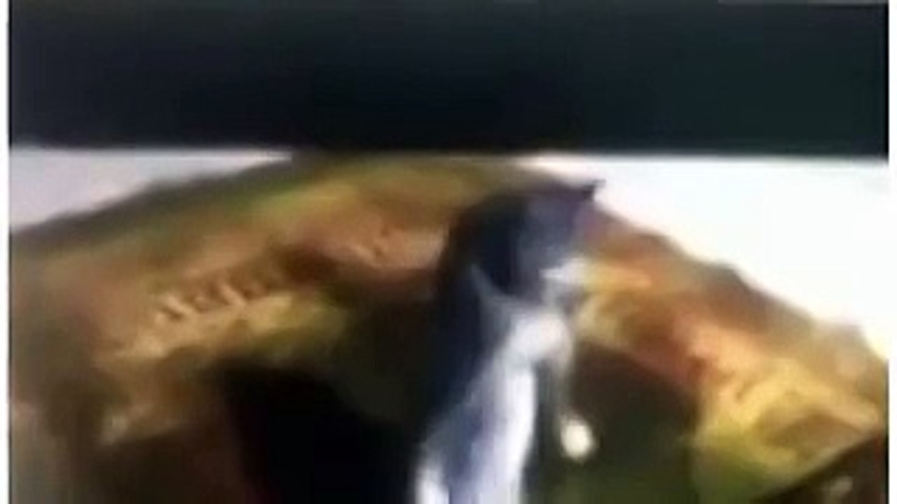 حقيقة فيديو قطة تصلي مثل الإنسان !!