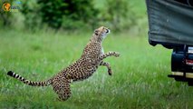 Cheeky cheetah goes face to face with tourist in safari jeep