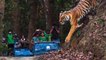 Wild Life in Uttrakhand Jungle Safari (बिनसर जंगल सफारी) |Tiger in Jungle safari | Tiger Vs Man