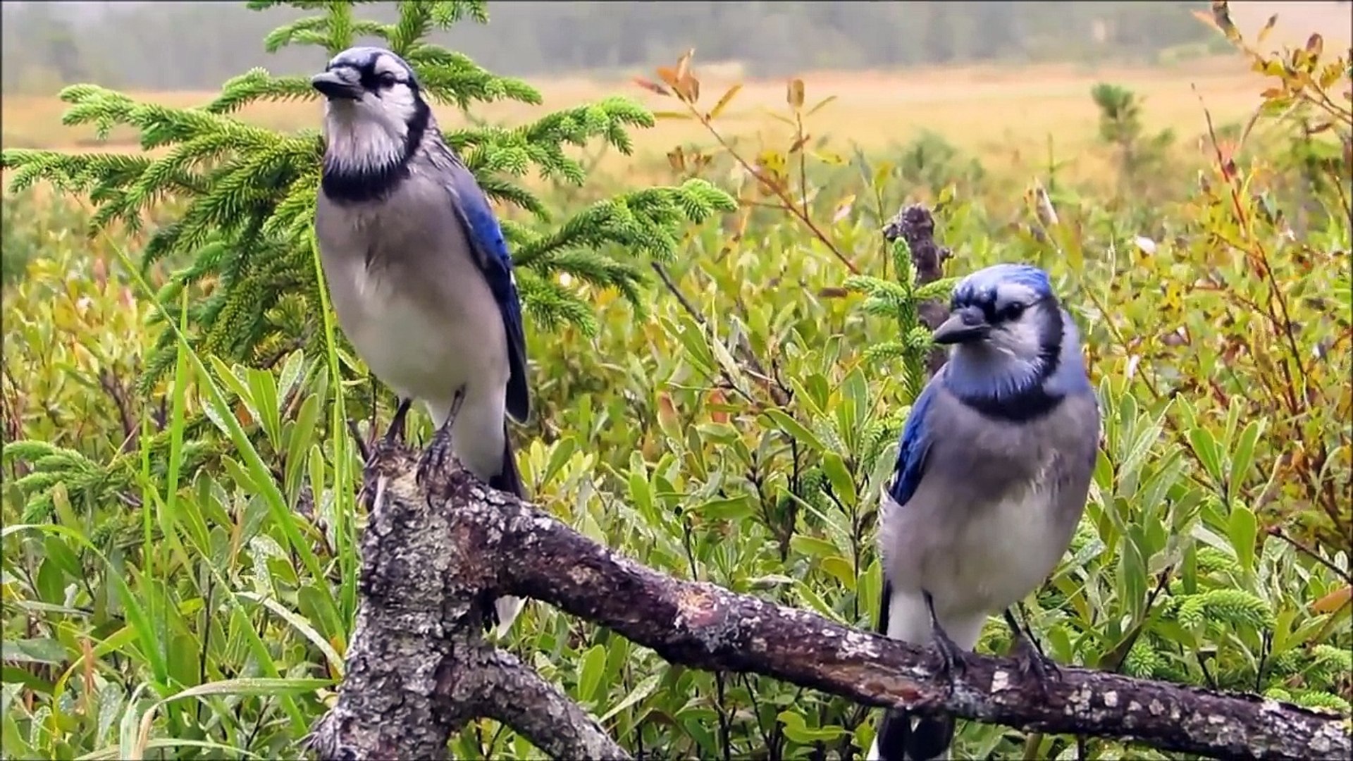 How To Tell Male And Female Blue Jays Apart Is It Even Possible Video Dailymotion