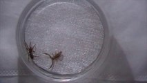 White Tailed Spider vs Scorpion