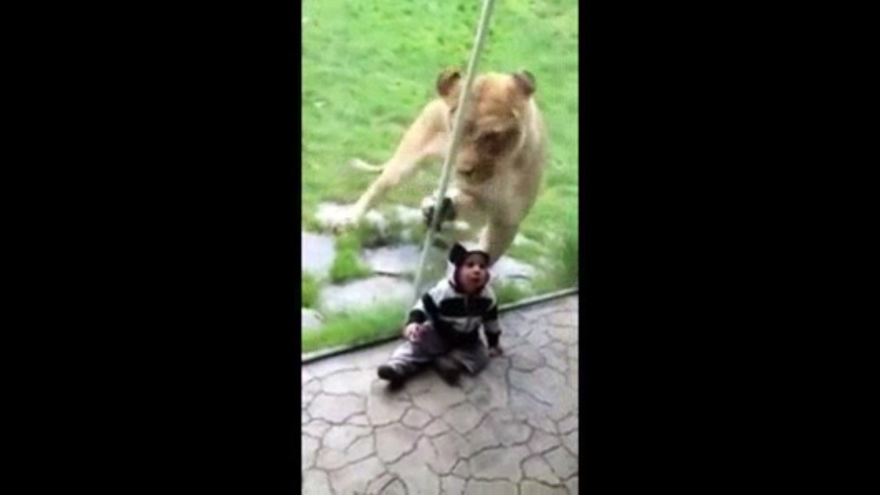 big cat wants the kid