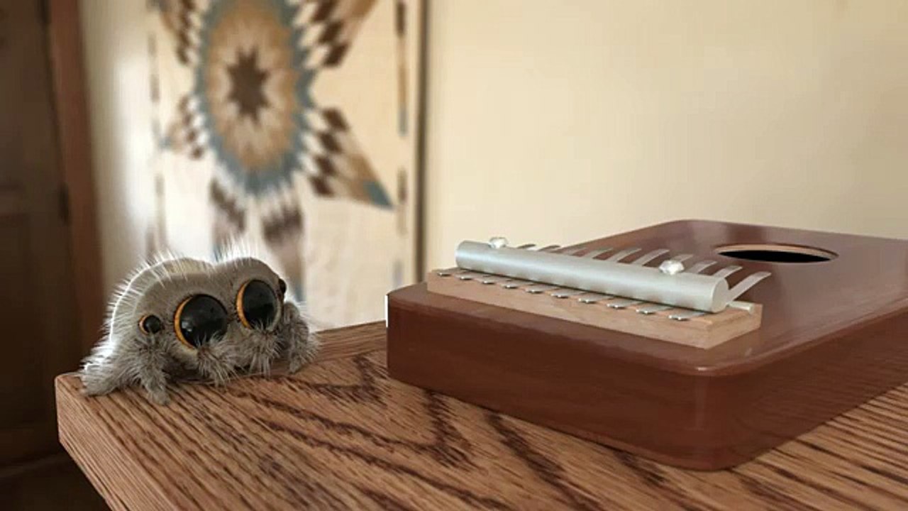 Lucas the Spider -  Musical Spider - cute spider - jumping spider