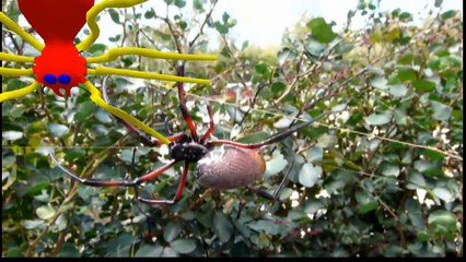 Araignée néphile Nephila inaurata ardentipes, Rodrigues, Maurice - Spider, Rodrigues, Mauritius