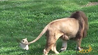 Cute Lion Cubs Playing With Dad at Mogo Zoo