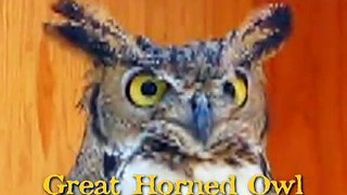 Great Horned Owl hooting.