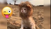 Super Funny Cats Compilation 2018