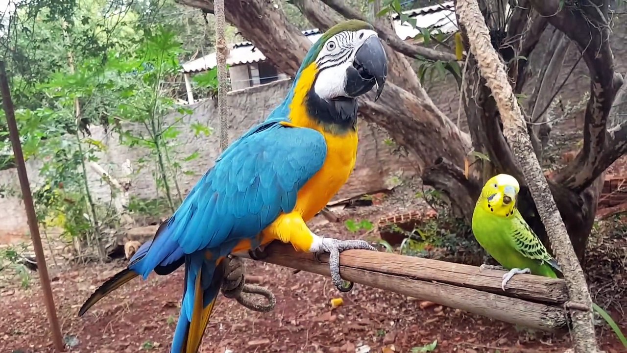 Arara Canindé X Periquito Australiano - OLHA O QUE ACONTECEU