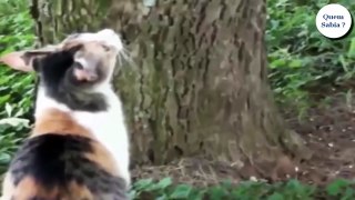 TENTE NÃO CHORAR COM ESTE VÍDEO! MÃES SALVANDO SEUS FILHOS. GATOS, CACHORROS, MACACOS, ELE