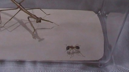 Sugar Ant vs Praying Mantis