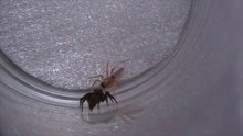 Jumping Spider vs Sac Spider